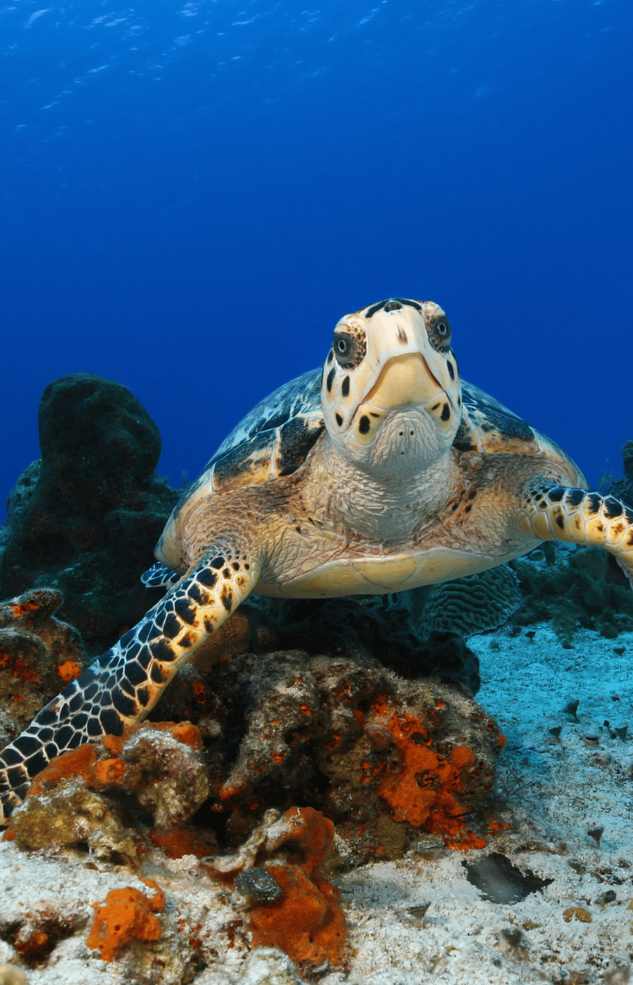 Cozumel Beach Resort