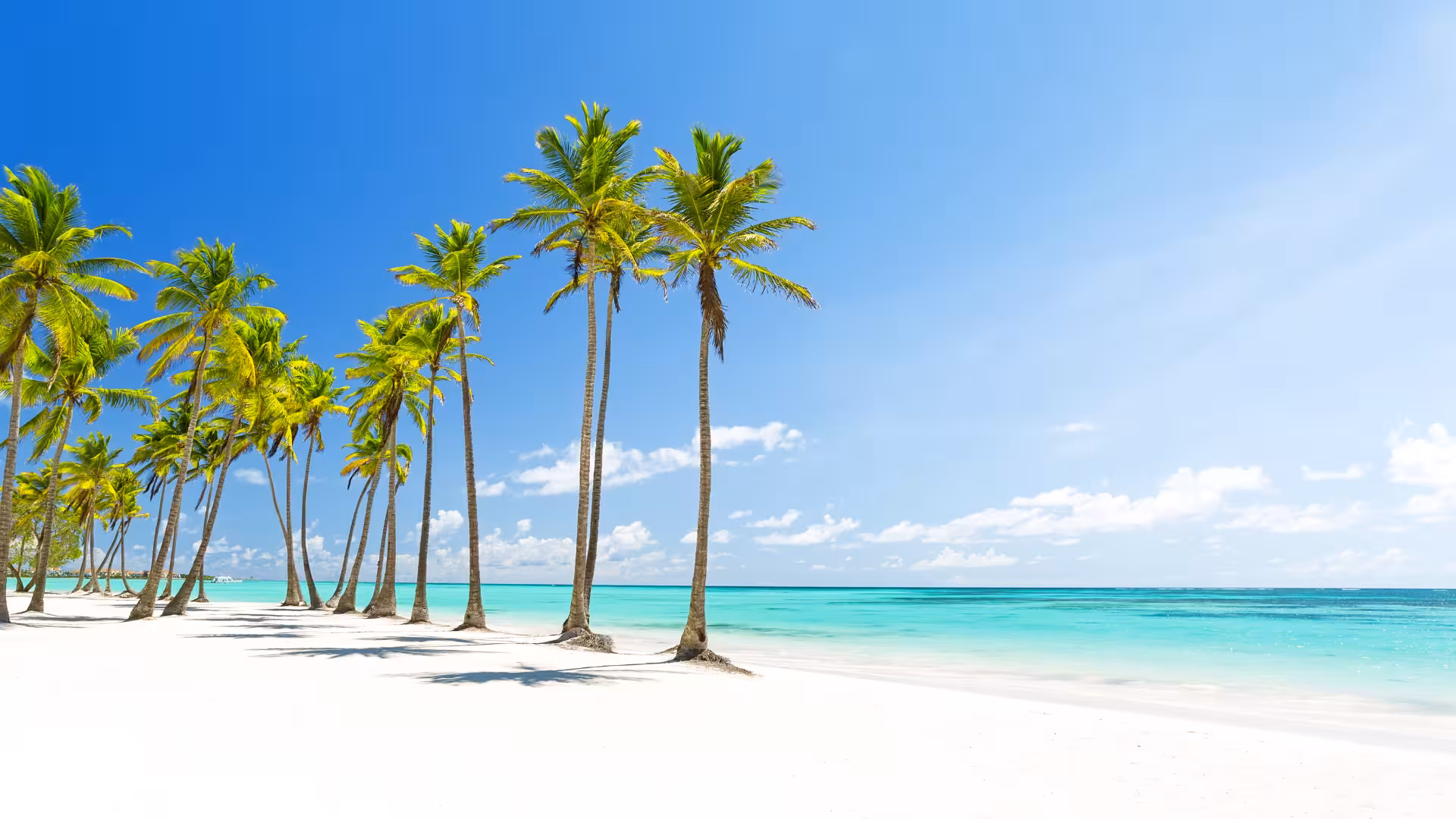 Palm-lined Caribbean beach in the Dominican Republic
